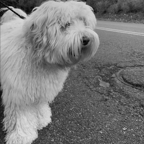 Meet your Posher, Mara - Picture 1 of 1